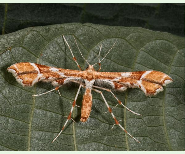 Pierkavec šípkový