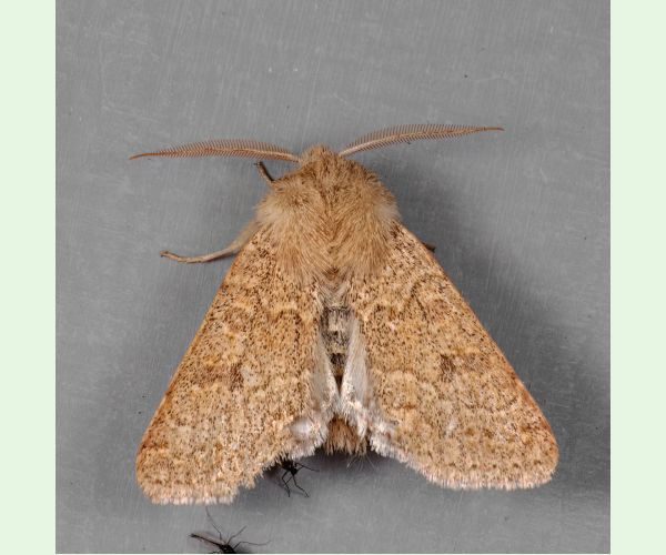 Mora Orthosia miniosa