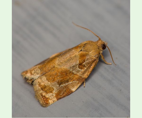 Obaľovač Archips xylosteana