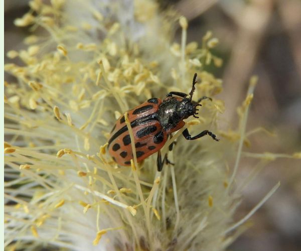 Liskavka Chrysomela vigintipunctata