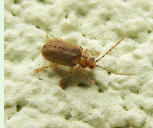 Váhavec Pyrrhalta viburni