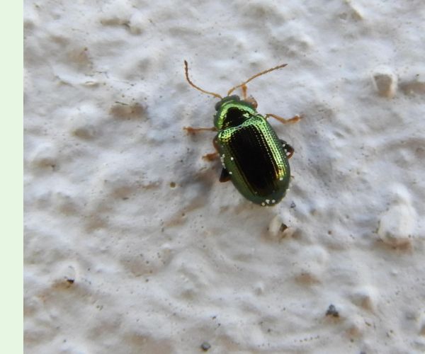 Liskavka Crepidodera spp.