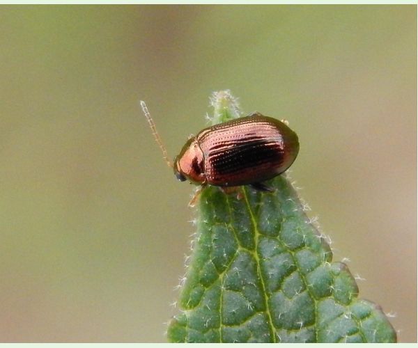 Liskavka Crepidodera spp.