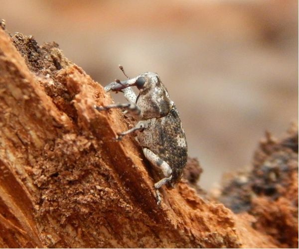 Krytonos Gasterocercus depressirostris