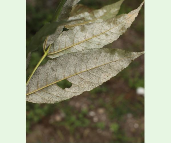 Veľkomúčka jaseňová