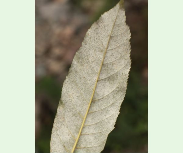 Veľkomúčka jaseňová