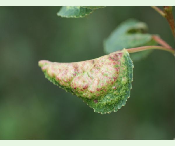 Voška Thecabius affinis