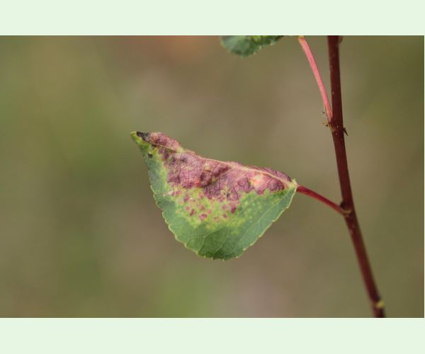 Voška Thecabius affinis