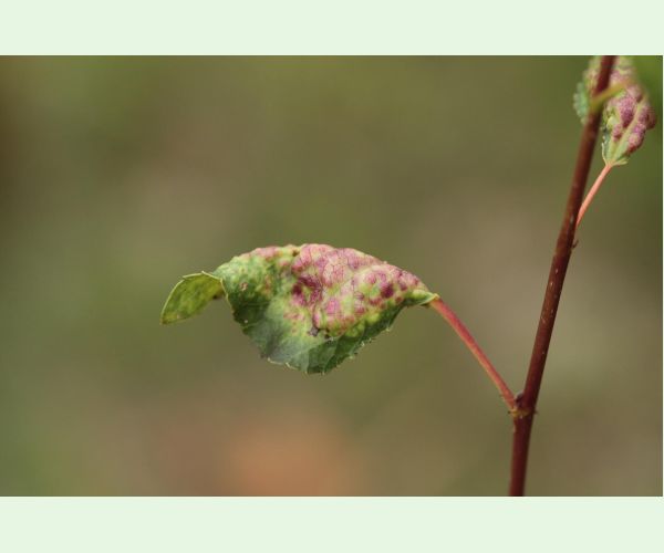 Voška Thecabius affinis
