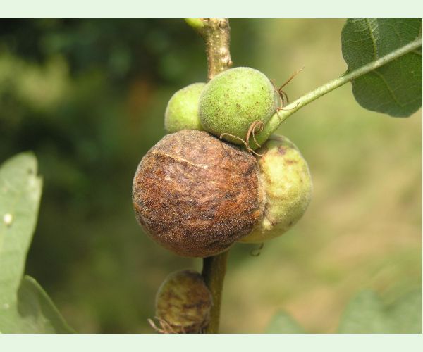 Hrčiarka Aphelonyx cerricola