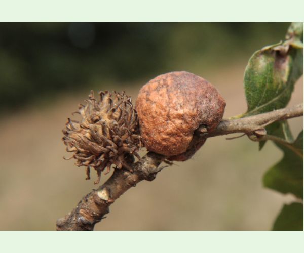 Hrčiarka Aphelonyx cerricola