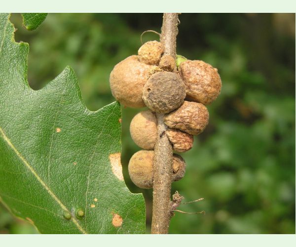 Hrčiarka Aphelonyx cerricola
