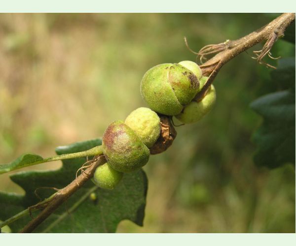 Hrčiarka Aphelonyx cerricola
