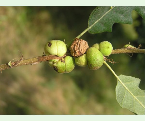 Hrčiarka Aphelonyx cerricola
