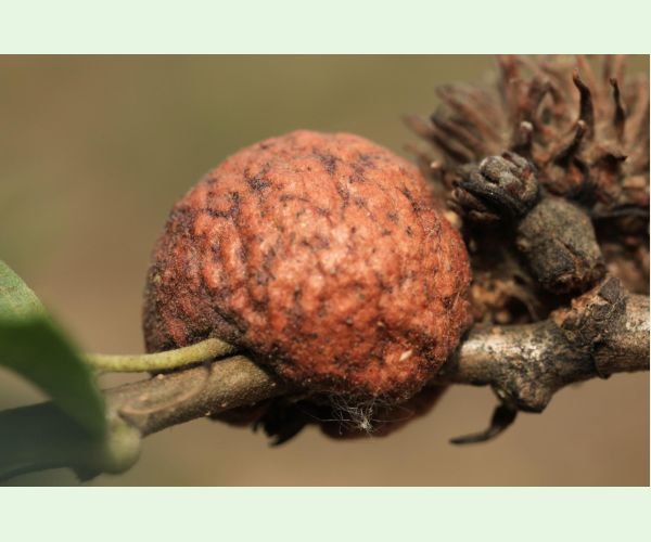 Hrčiarka Aphelonyx cerricola