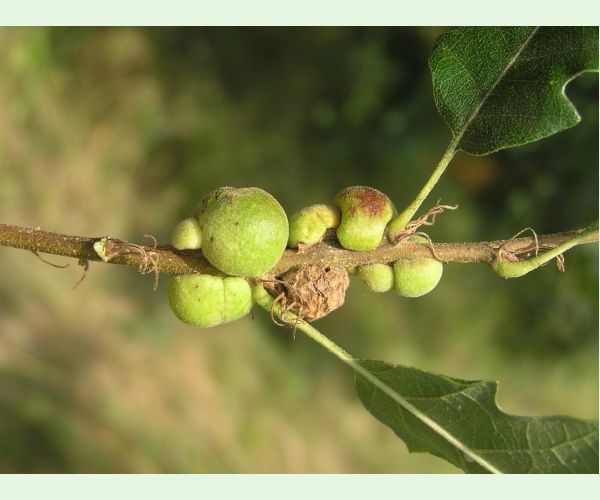 Hrčiarka Aphelonyx cerricola