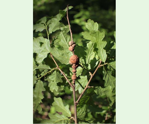 Hrčiarka Aphelonyx cerricola