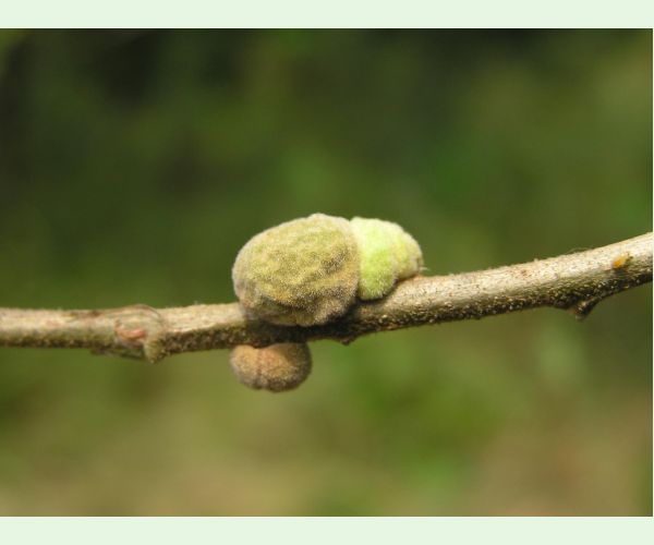 Hrčiarka Aphelonyx cerricola