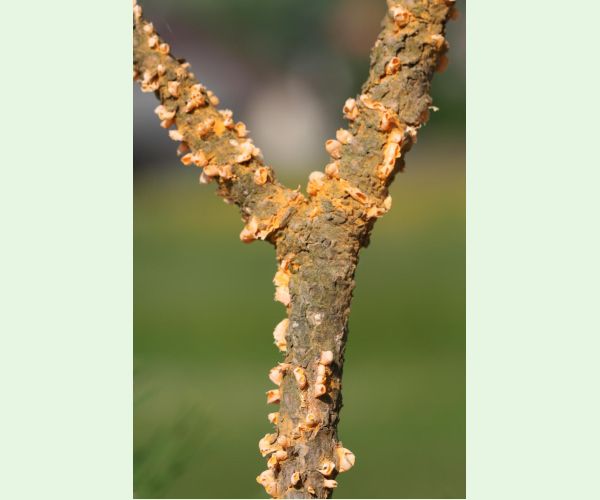 Hrdza Cronartium flaccidum