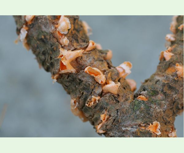 Hrdza Cronartium flaccidum