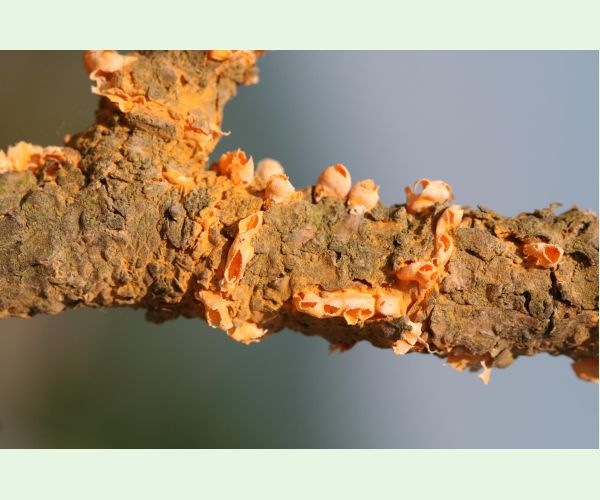 Hrdza Cronartium flaccidum