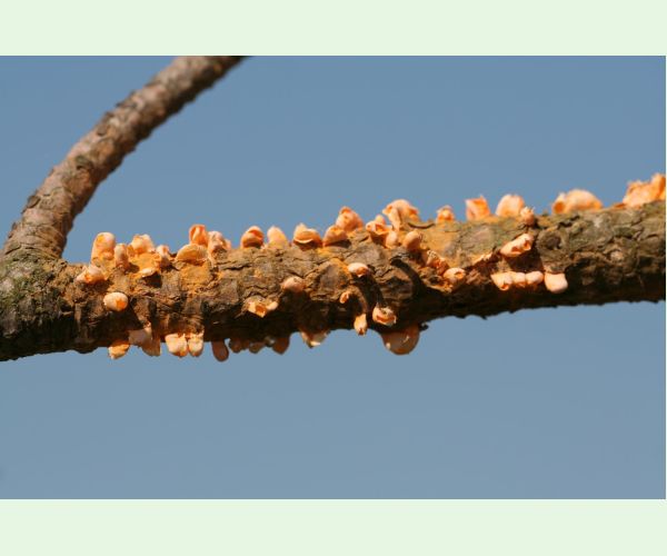 Hrdza Cronartium flaccidum