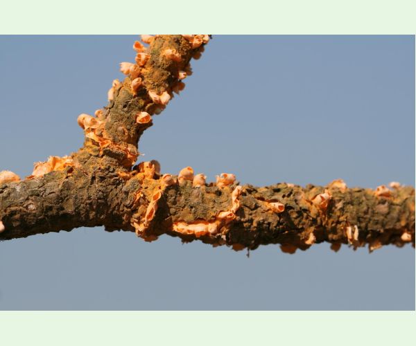 Hrdza Cronartium flaccidum