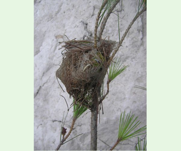 Priadkovček Thaumetopoea pityocampa