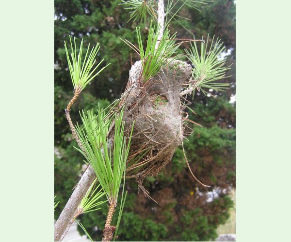 Priadkovček Thaumetopoea pityocampa