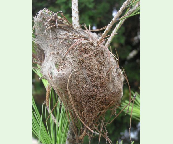 Priadkovček Thaumetopoea pityocampa