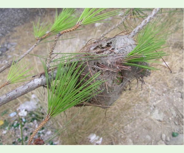 Priadkovček Thaumetopoea pityocampa