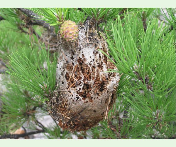 Priadkovček Thaumetopoea pityocampa