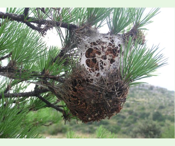 Priadkovček Thaumetopoea pityocampa