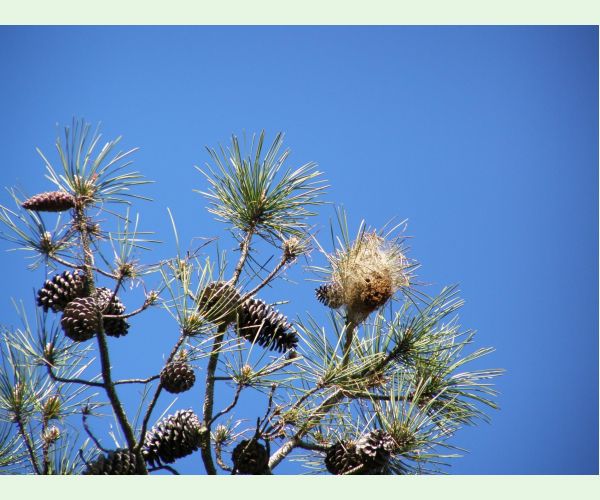 Priadkovček Thaumetopoea pityocampa