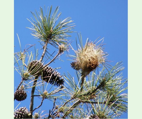 Priadkovček Thaumetopoea pityocampa