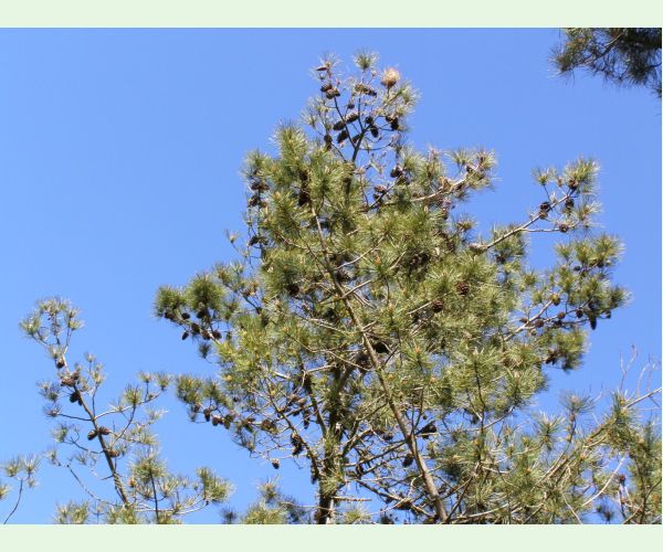 Priadkovček Thaumetopoea pityocampa