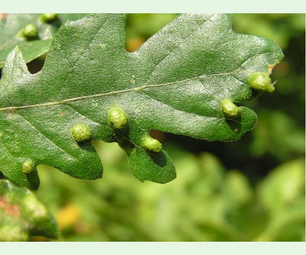 Roztoč Aceria cerreus