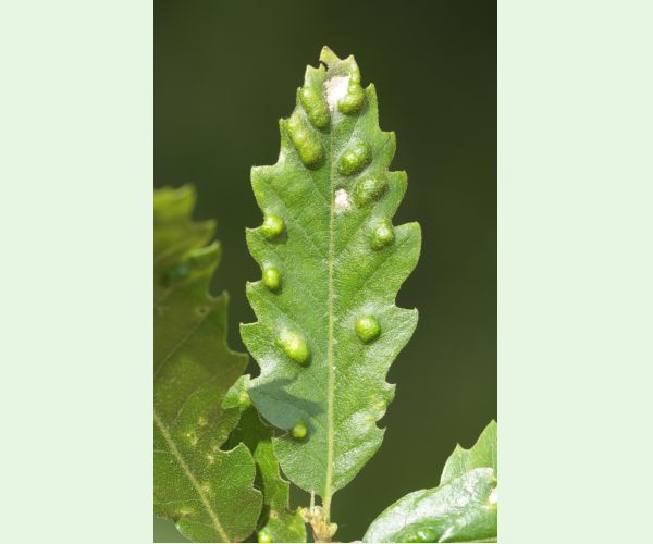 Roztoč Aceria cerreus