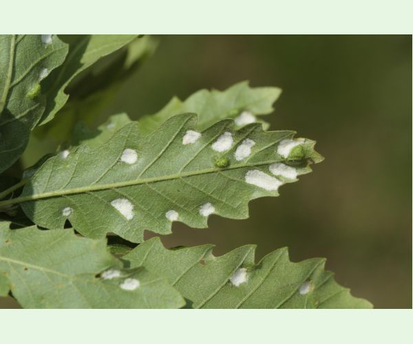 Roztoč Aceria cerreus
