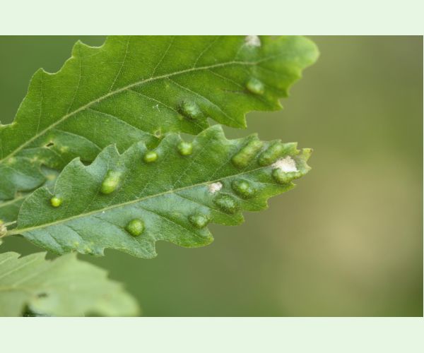 Roztoč Aceria cerreus