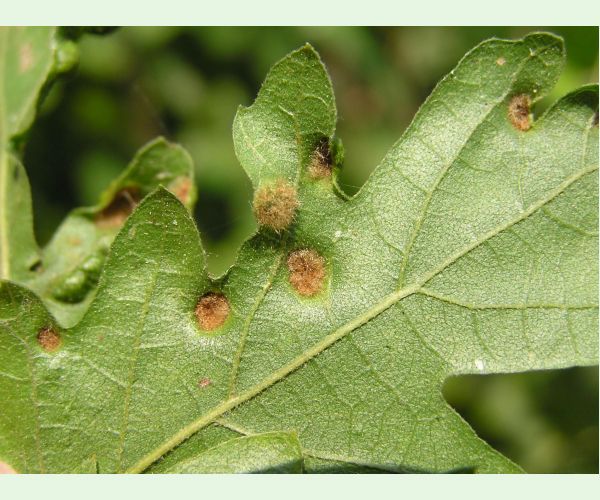 Roztoč Aceria cerreus