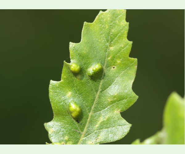 Roztoč Aceria cerreus