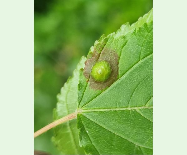 Hrčiarka Oligotrophus szepligetii