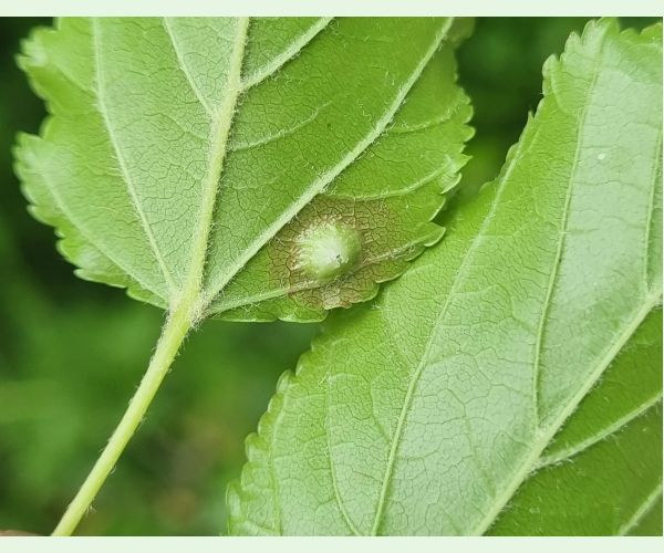 Hrčiarka Oligotrophus szepligetii