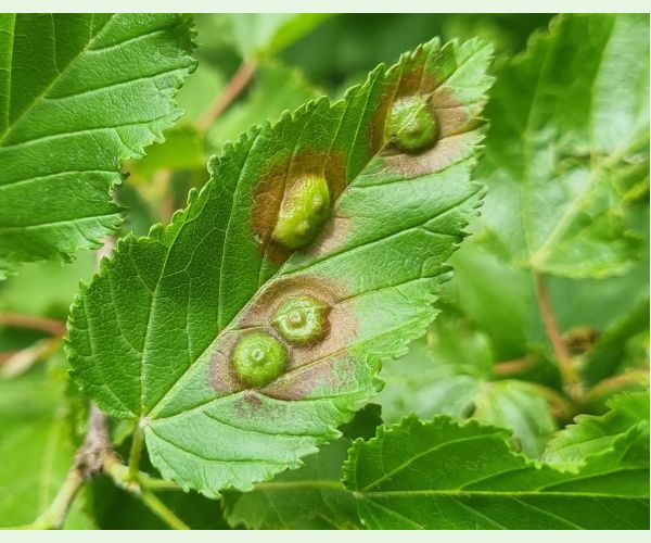 Hrčiarka Oligotrophus szepligetii