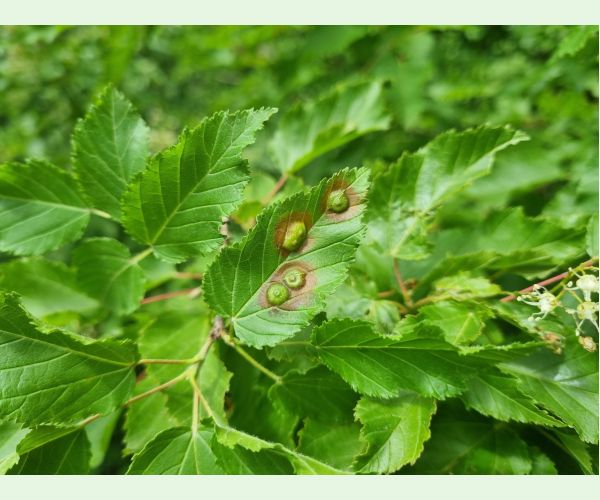 Hrčiarka Oligotrophus szepligetii