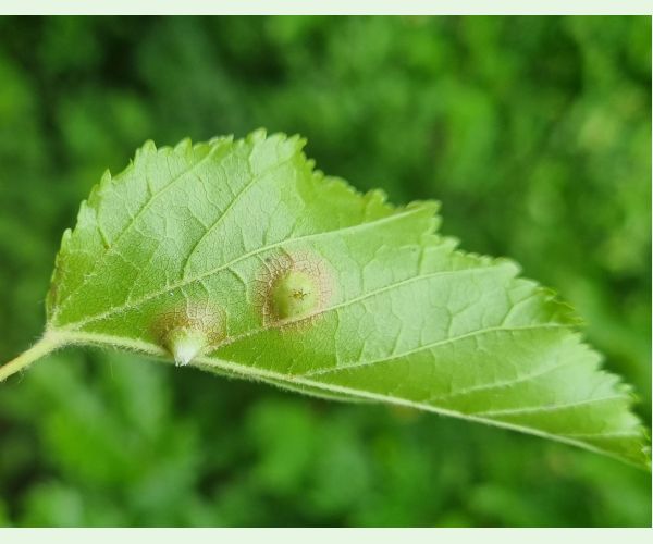 Hrčiarka Oligotrophus szepligetii
