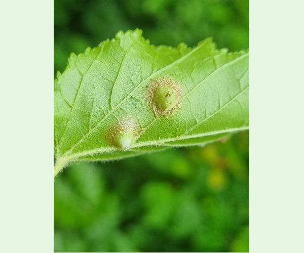 Hrčiarka Oligotrophus szepligetii