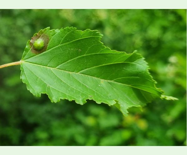 Hrčiarka Oligotrophus szepligetii