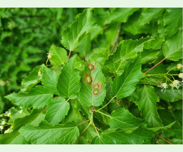 Hrčiarka Oligotrophus szepligetii